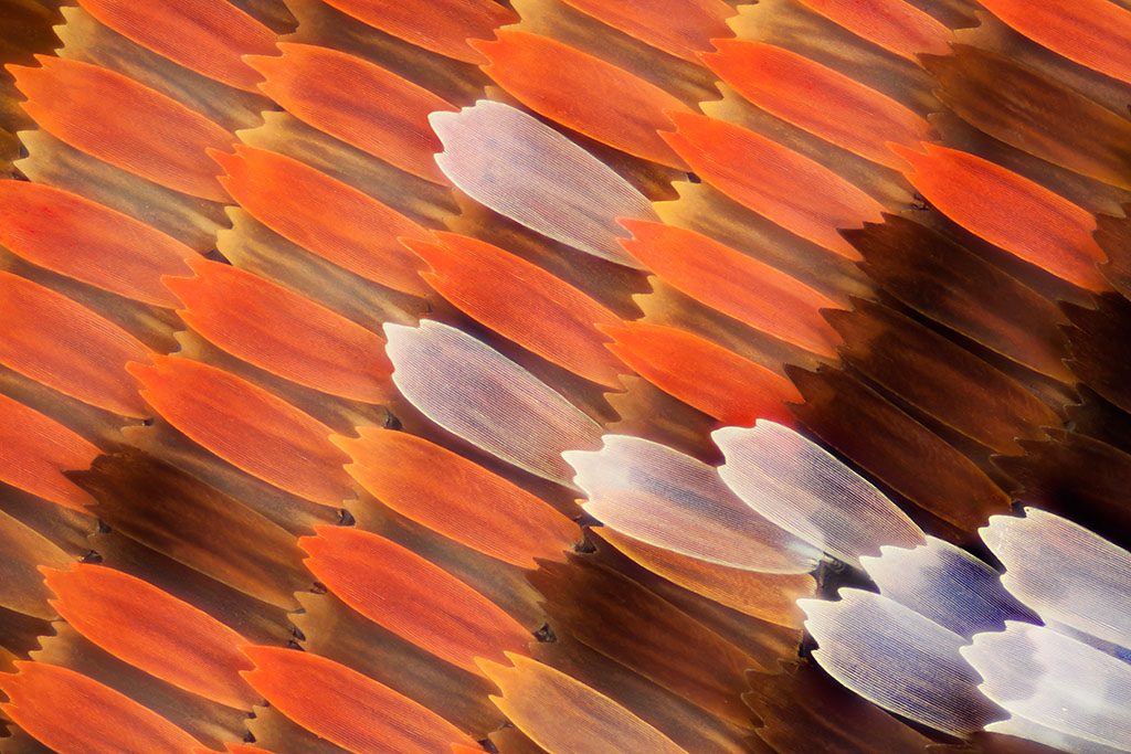 10 neuveriteľných fotografií motýlích krídel vytvorených pod mikroskopom