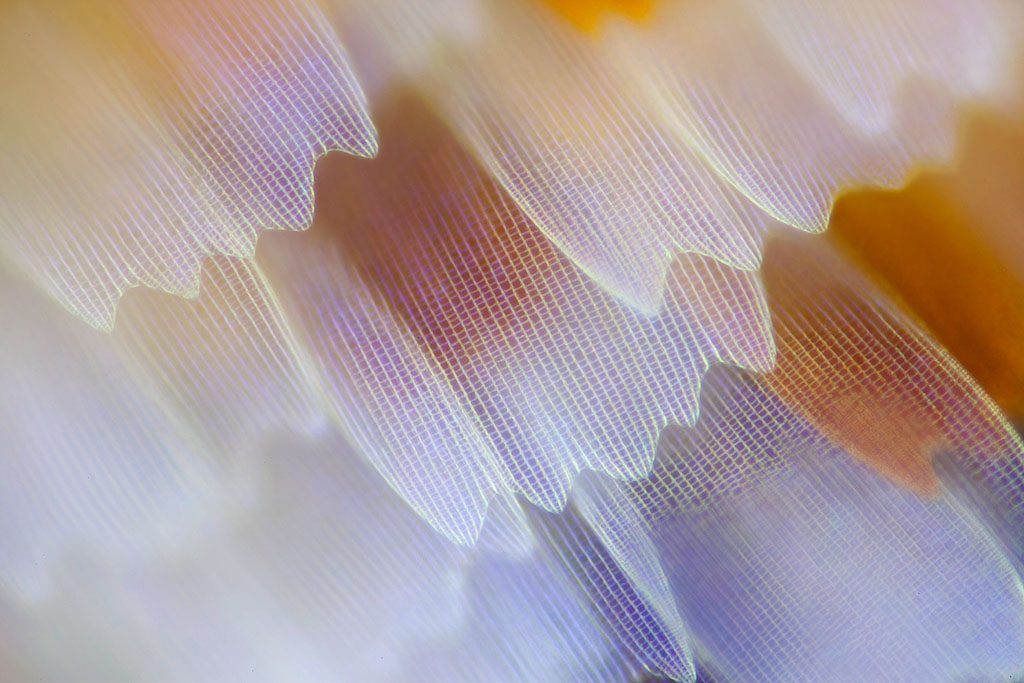 10 neuveriteľných fotografií motýlích krídel vytvorených pod mikroskopom